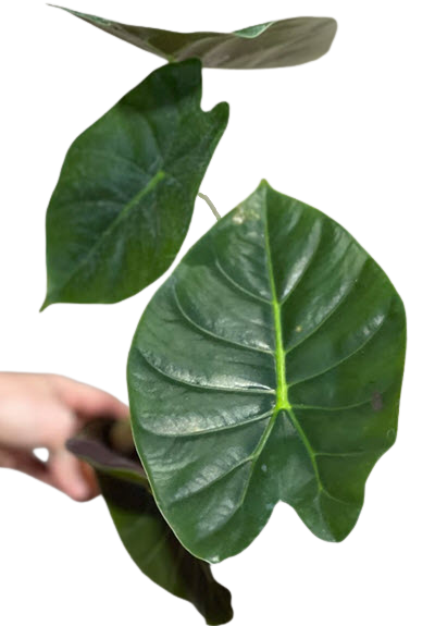 2" Alocasia Gold Bone